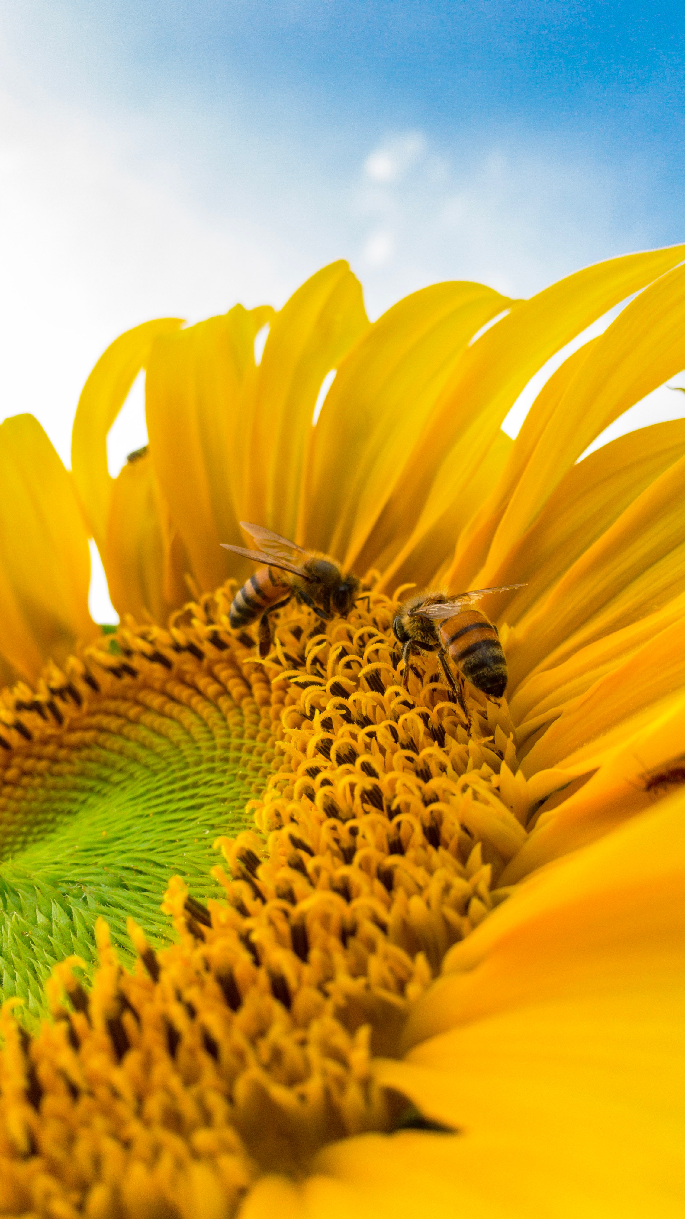 The positive effect of bee-pollen - The positive effect of bee-pollen
