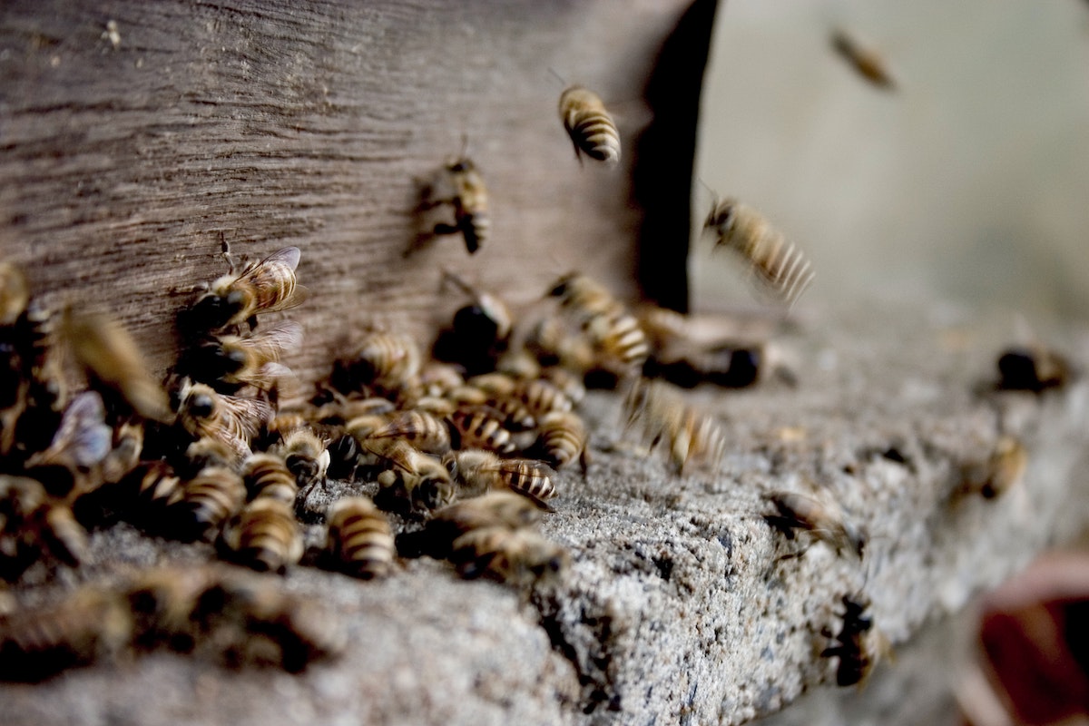 How do bees produce and use propolis? - How do bees produce and use propolis?
