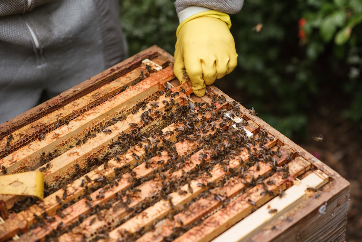Extraction of propolis by the beekeeper - Extraction of propolis by the beekeeper