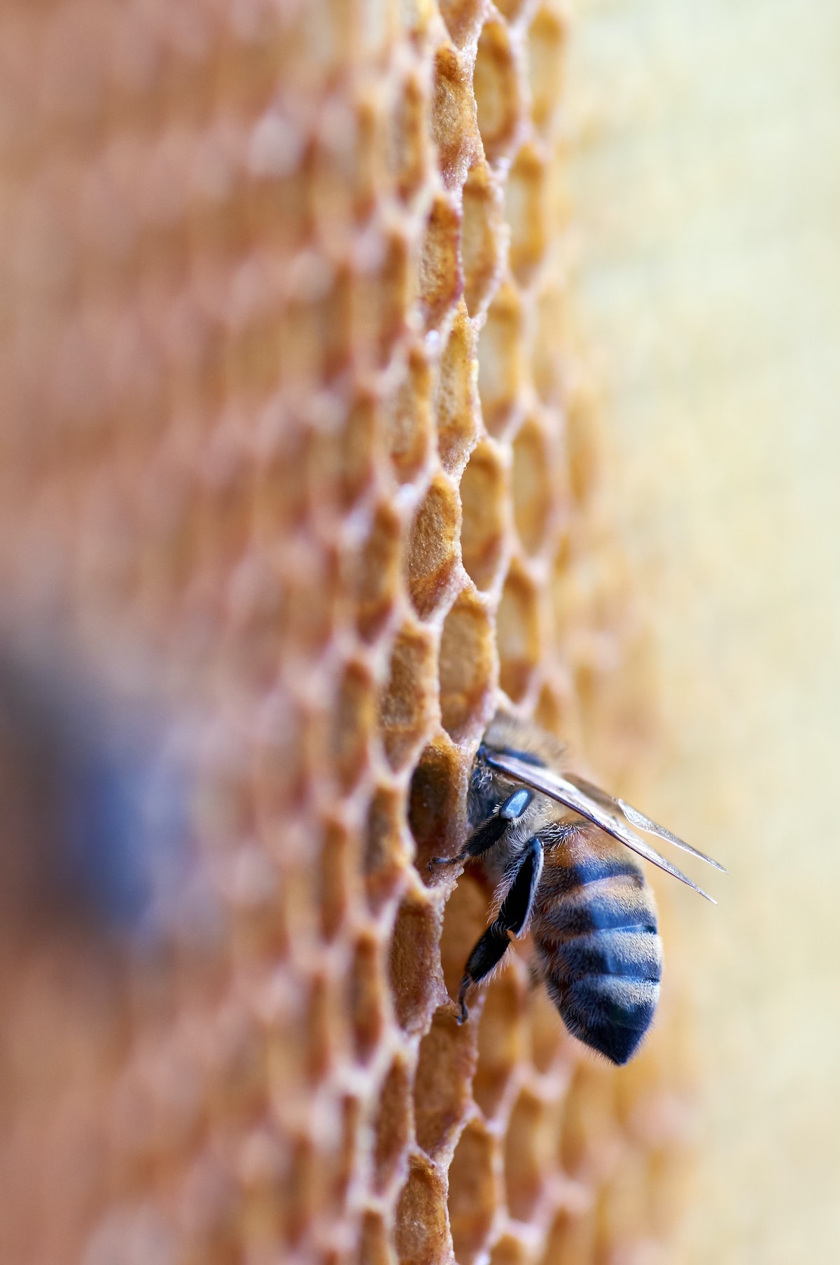 Vielseitiger Bienenwachs - Vielseitiger Bienenwachs