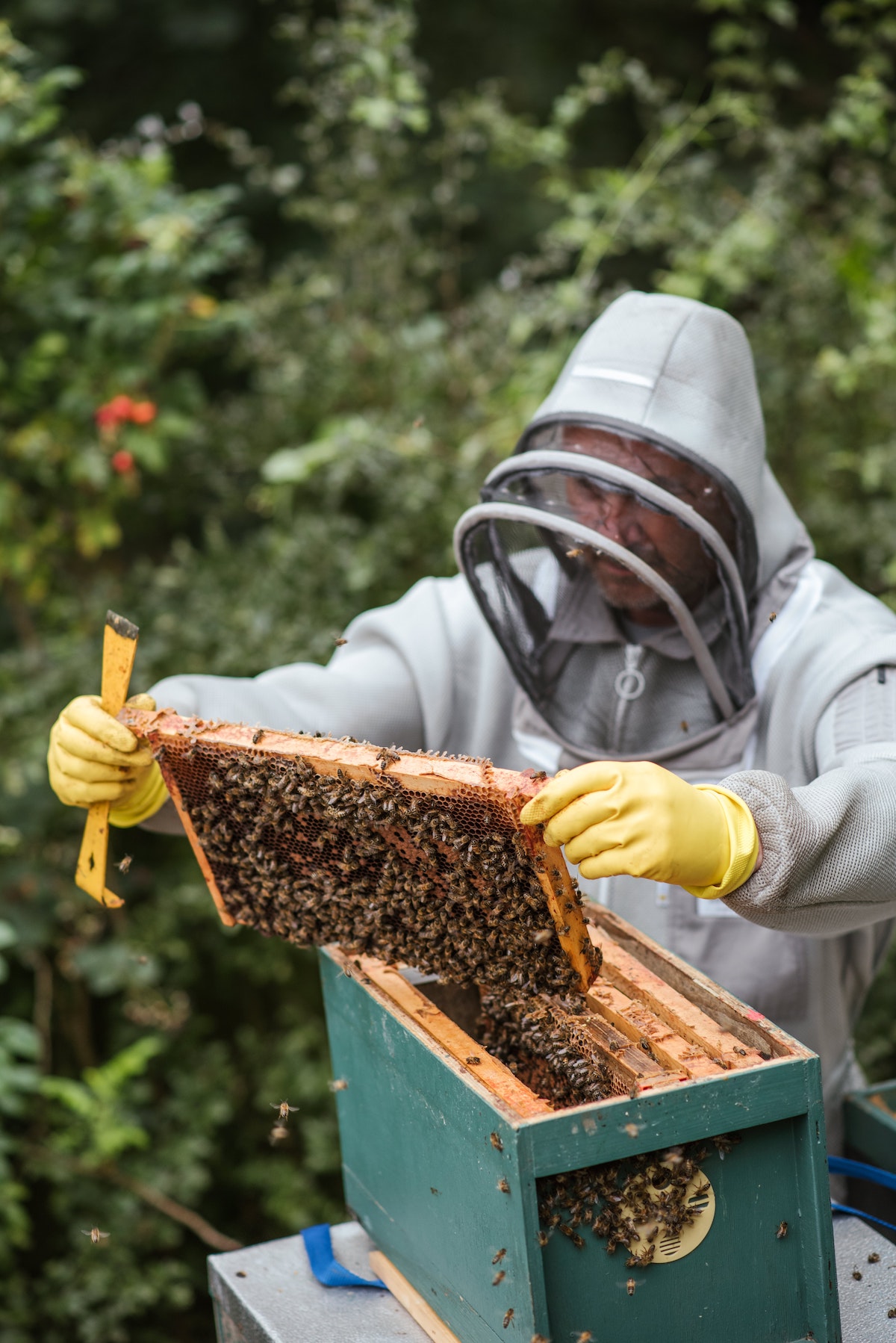 Honey harvest and what to consider - Honey harvest and what to consider