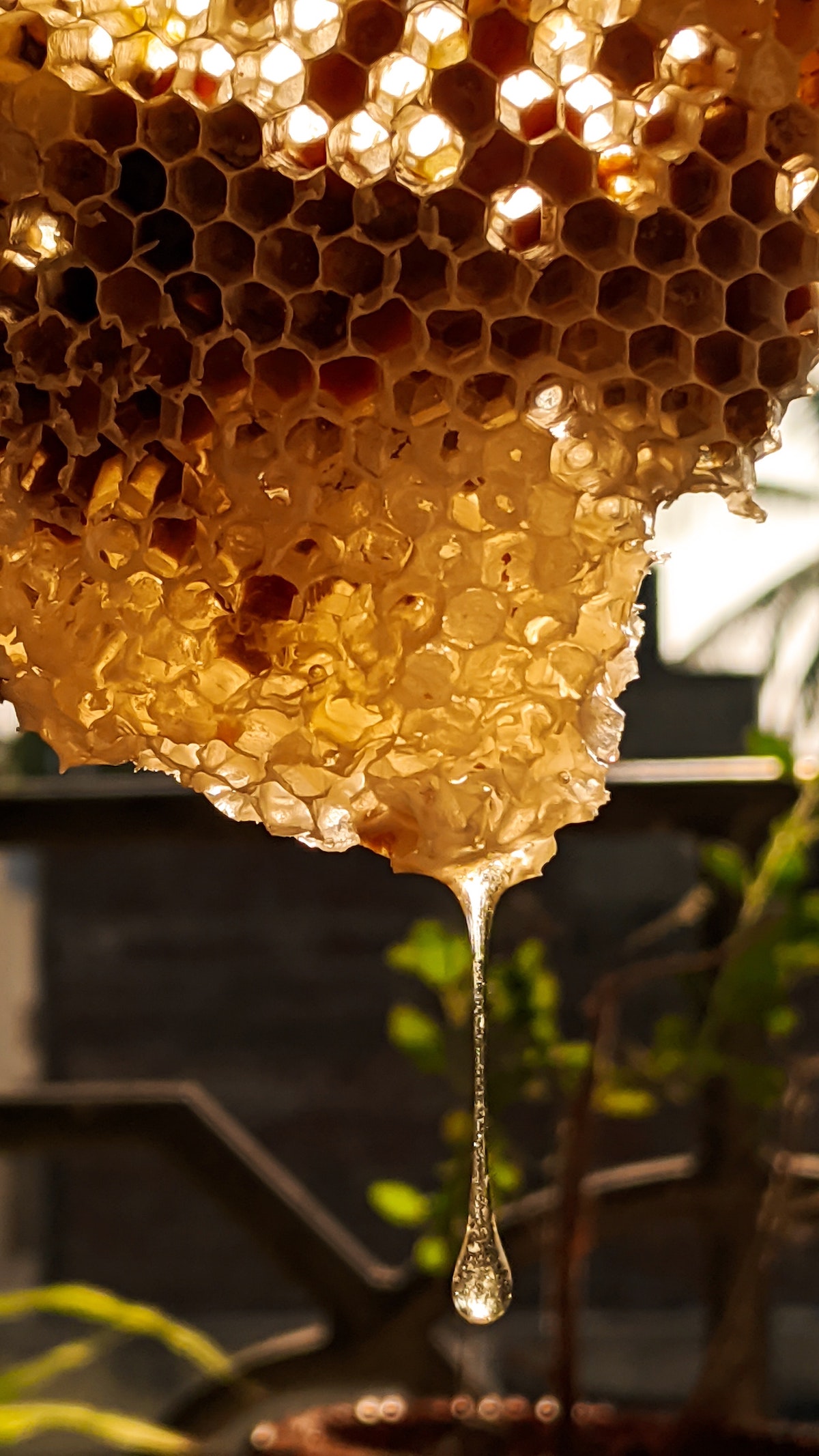 Honig einfach selber machen - Honig einfach selber machen