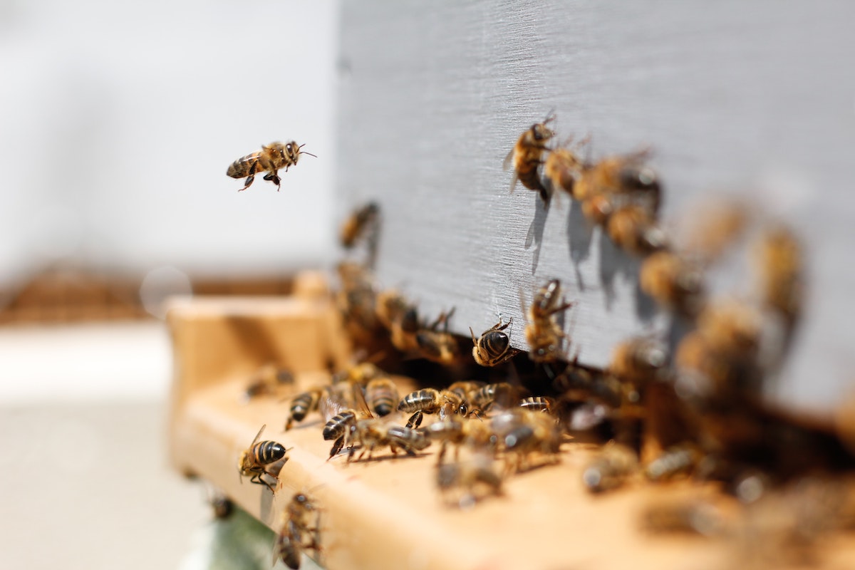 Das Jahr im Leben eines Bienenvolkes - Das Jahr im Leben eines Bienenvolkes