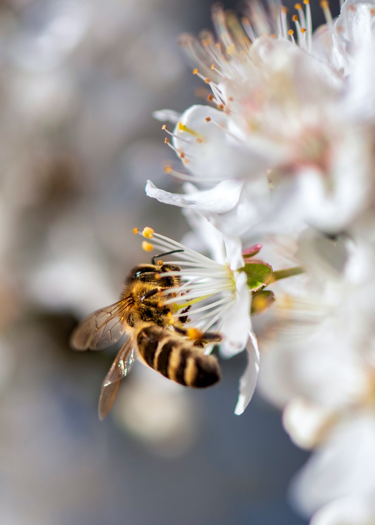 How bees conjure up honey from nectar - How bees conjure up honey from nectar
